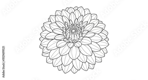 Intricate Dahlia Blossom Coloring Page for Detailed Botanical Art. transparent