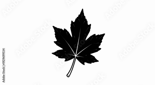A black maple leaf with white veins on a white background