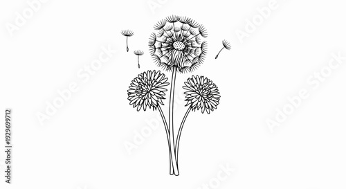 Delicate line art illustration of three dandelion flowers with seed heads dispersing