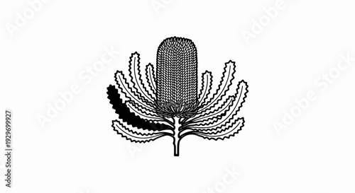Detailed black and white illustration of a unique, spiky, cone-shaped flower