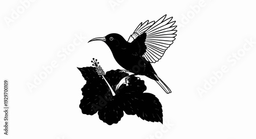 Black bird with wings spread perched on a dark, open hibiscus flower