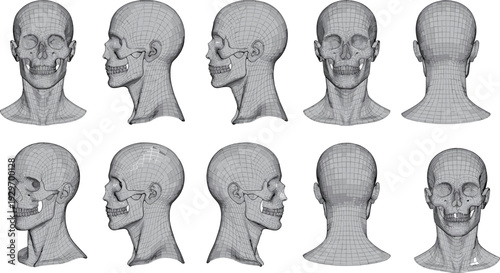 Human head and skull 3D wireframe model set showing multiple angles, anatomical mesh topology reference for medical study, digital sculpting and CGI design