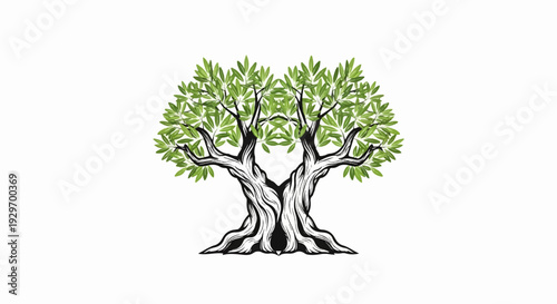 Stylized illustration of a twin trunk olive tree with green leaves on a white background
