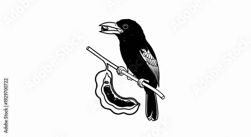 Black bird perched on a branch with a bean pod and holding a berry in its beak
