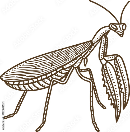 praying mantis insect illustration with detailed wings and raptorial forelegs in line art
