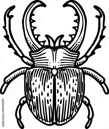 Hand drawn stag beetle illustration with large mandibles and detailed segmented body