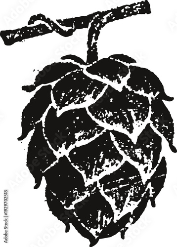 Hop cone illustration vintage botanical design of hop plant with leaves and stem for brewing and garden concepts