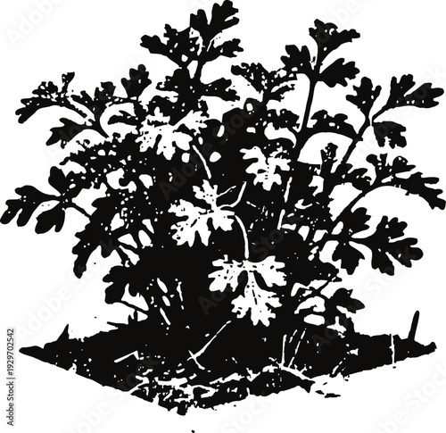 Black silhouette of parsley plant with multiple leaves growing from soil isolated on white background