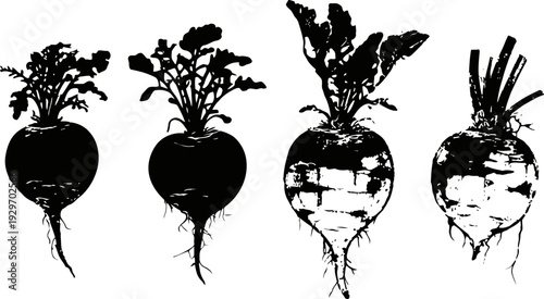 Silhouettes of sugar beets with leaves showing root vegetables in four variations
