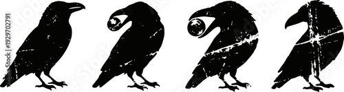 grunge crow silhouette sequence showing bird in various head positions