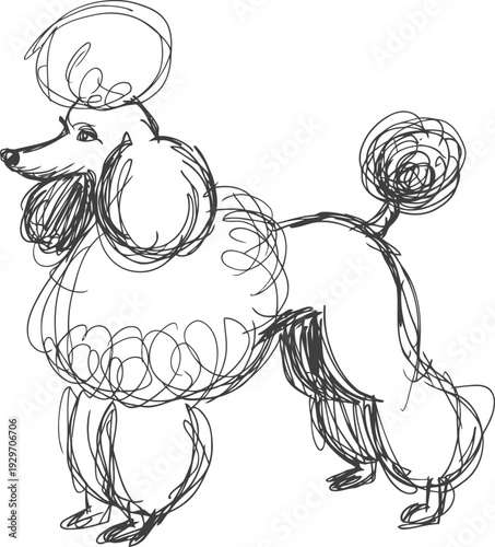 curly poodle dog sketch in black ink with a fluffy tail and rounded fur details