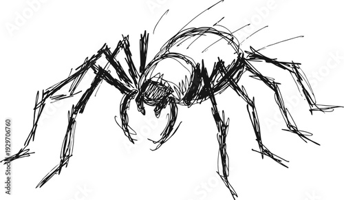 black spider sketch illustration with detailed legs and body drawing on white background