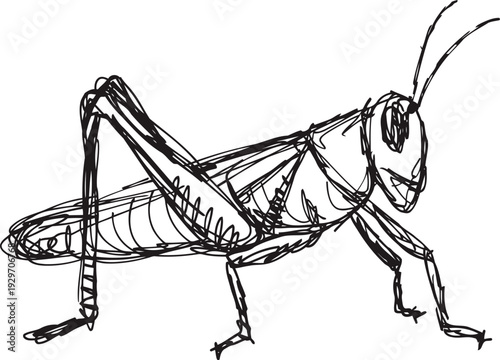 Sketch of a grasshopper insect with segmented legs and antennae in dynamic pose drawing