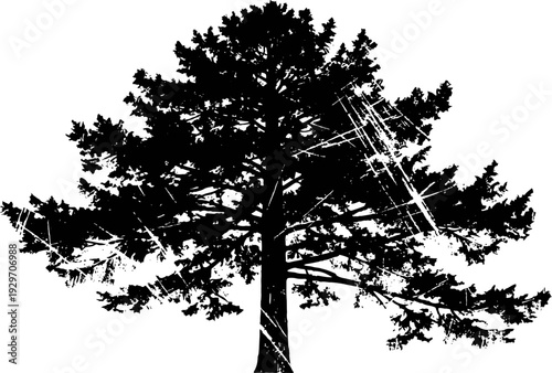 Silhouette of a large tree with spreading branches and textured bark on white background