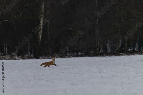 Mausender Fuchs in der Winterlandschaft