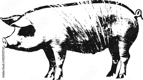 Black and white pig illustration vintage farm animal, livestock drawing