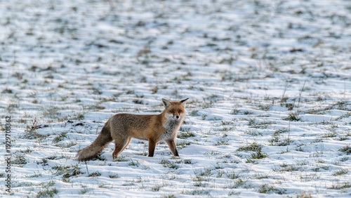 Mausender Fuchs in der Winterlandschaft