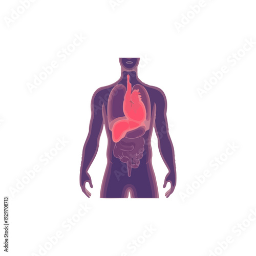 Anatomical illustration of the human digestive system with a highlighted stomach