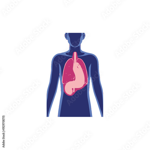 Illustration of the human respiratory system and stomach anatomy