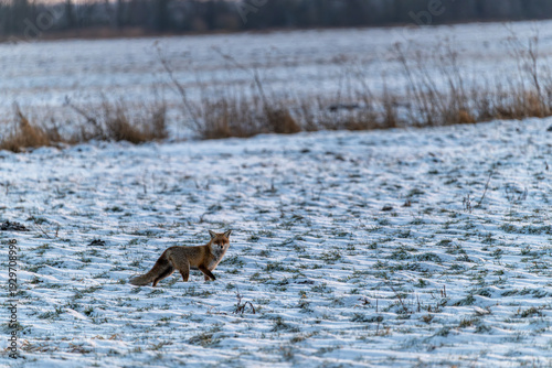 Mausender Fuchs in der Winterlandschaft