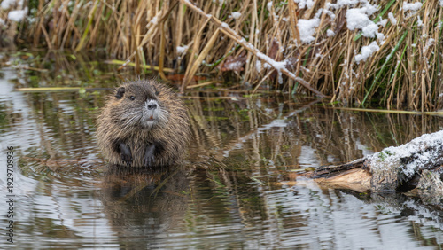 Nutria im Wasser