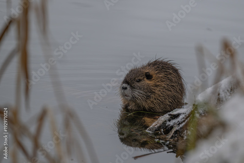 Nutria im Wasser
