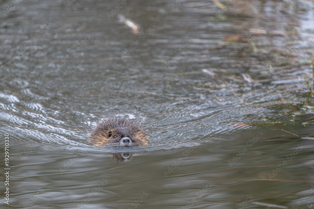 Obraz premium Nutria im Wasser