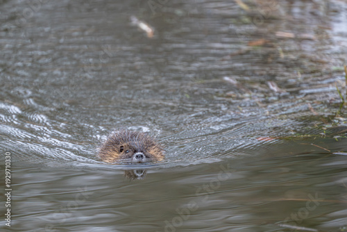 Nutria im Wasser