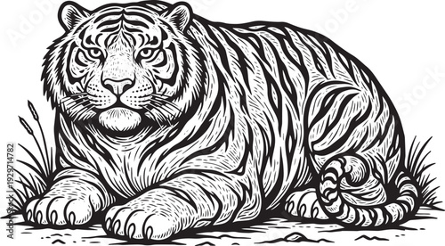 tiger vector illustration