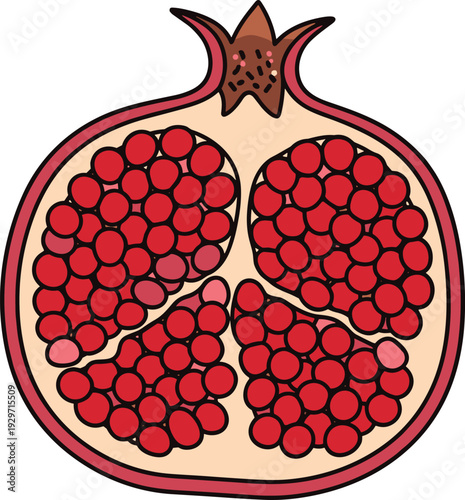 Pomegranate fruit half section showing red seeds and pulp isolated on transparent background vector graphic