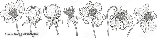 Line drawings showcase various stages of flower bloom, from bud to full blossom