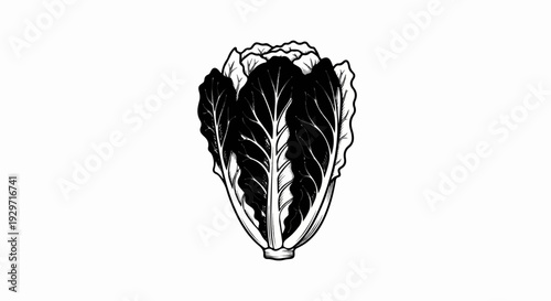 Detailed illustration of a deep red cabbage with prominent veins and ruffled leaves