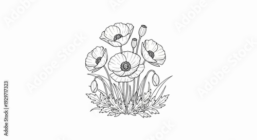 A detailed black and white illustration of a cluster of poppies with buds and foliage