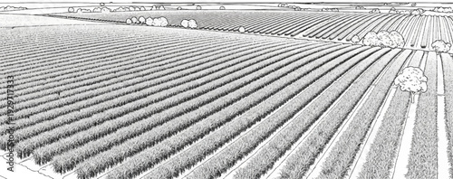 An aerial view sketch of vast, meticulously organized agricultural fields stretching towards the horizon