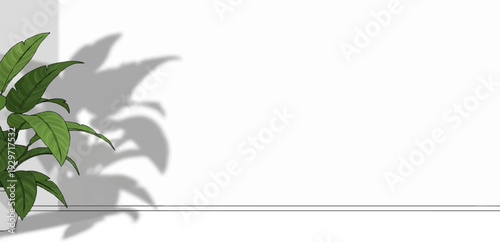 Lush green leaves cast dramatic shadows against a minimalist white background