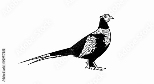 Black and white illustration of a long-tailed pheasant with detailed feathers and a distinct head crest