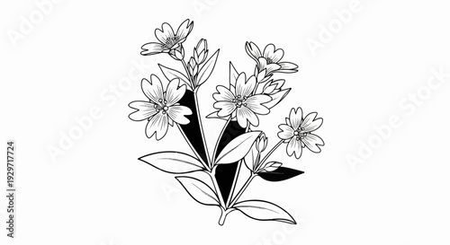 Delicate black and white sketch of a cluster of small star-shaped flowers and buds
