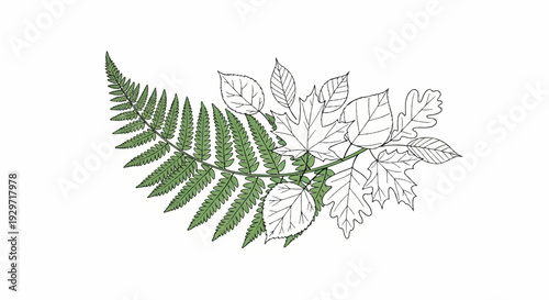 A green fern frond curves beside uncolored line drawings of autumn leaves