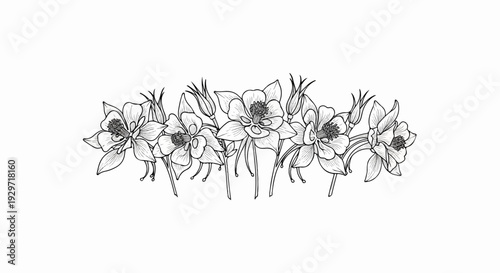 Delicate line drawing of columbine flowers and buds arranged in a horizontal arc
