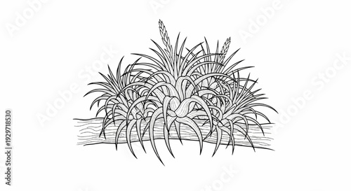 Illustration of clustered spiky plants with flowering tops growing on a horizontal surface
