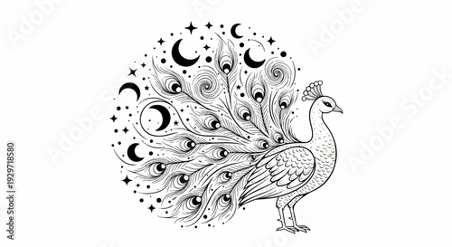 Detailed black and white drawing of a peacock with celestial elements like moons and stars