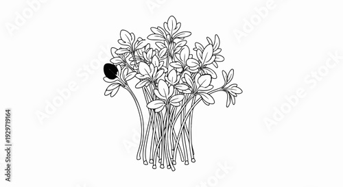 Delicate outline illustration of a bunch of sprouts with small leaves and thin stems