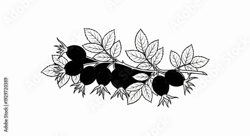 Black and white illustration of a rose hip branch with multiple berries and leaves