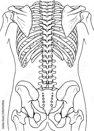 Detailed anatomical of human torso skeleton with ribs spine and pelvis anatomy