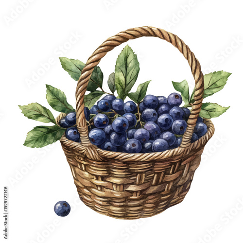 Bilberry Basket, watercolor vector portraying a joyful pose with colorful highlights, isolated on a white background.