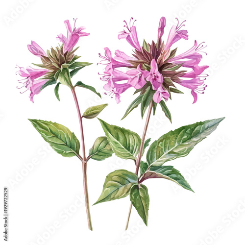 Bee Balm Branch, watercolor painting capturing graceful lines and soft blended shades, isolated on a white background.