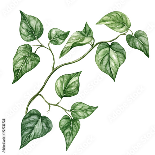 Balsam Vine Branch, watercolor artwork with bold brush accents and dynamic composition, isolated on a white background.