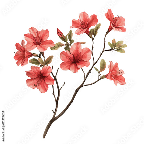 Azalea Branch, watercolor painting capturing graceful lines and soft blended shades, isolated on a white background.
