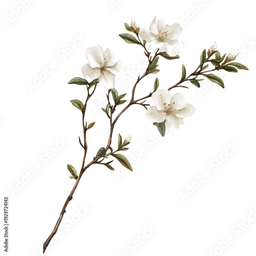 Azalea Branch, watercolor painting capturing graceful lines and soft blended shades, isolated on a white background.
