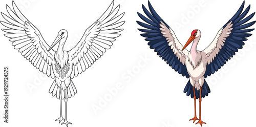 Flying stork bird vector illustration set, white stork with open wings isolated on background, hand drawn animal sketch for wildlife design, cad drawing flat vector illustration